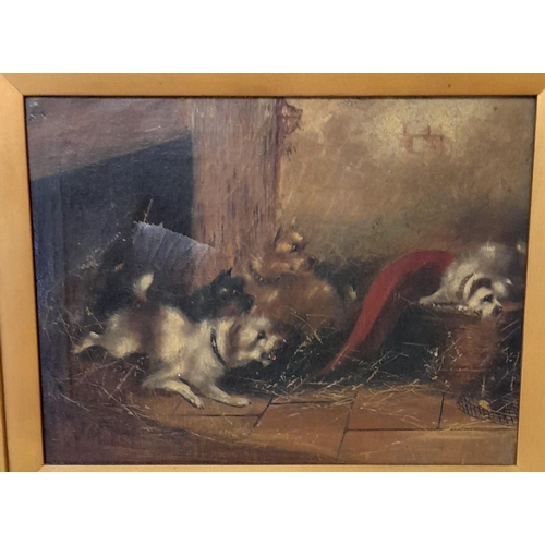 21 - Framed Victorian Oil on Canvas of 4 Terrier Dogs. Signed Lower Left 'H.Cash' (possibly Herbert Cash)... 