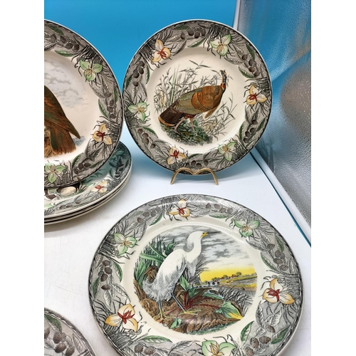 60A - Adams Set of 12 Plates 'The Birds of America' from Original Drawings by John James Audubon.