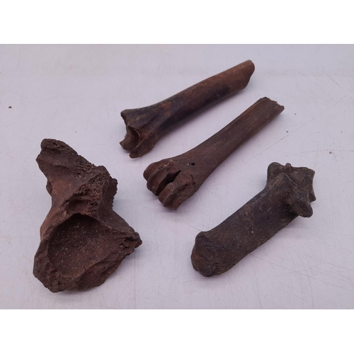 34 - (217) - Fossilized Animal Bones, Pleistocene Era Found in Florida, Possibly Sloth