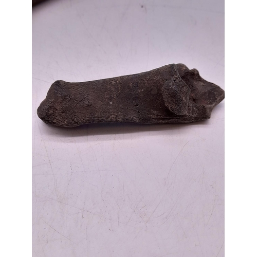 34 - (217) - Fossilized Animal Bones, Pleistocene Era Found in Florida, Possibly Sloth