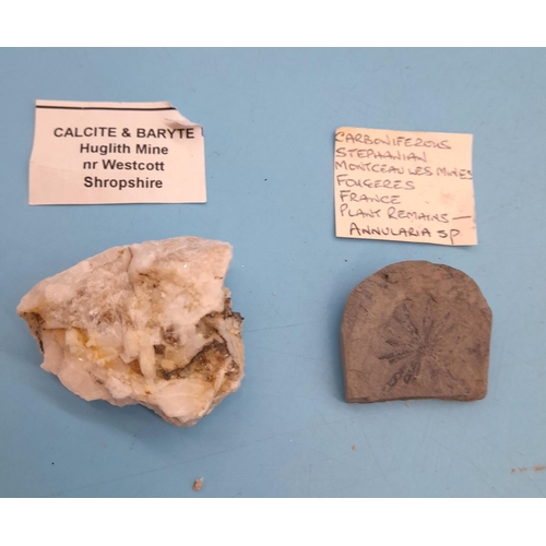 110 - (735) - Collection of 6 Minerals and Fossils to include Annularia, Epidote Albite, Native Silver, An... 