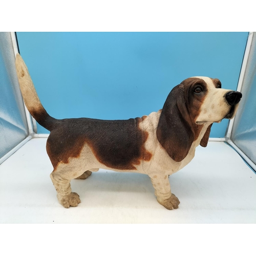 38 - Large Resin Bassett Hound Figure. 34cm High, 44cm x 13cm.