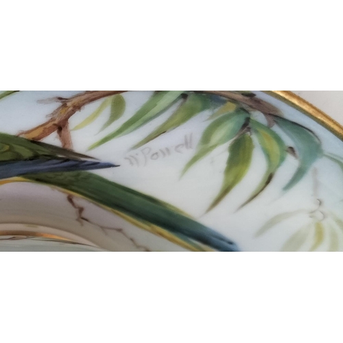 174 - Royal Worcester Hand Painted Cup and Saucer depicting a Blue Winged Grass Parakeet. Pattern W8427. S... 