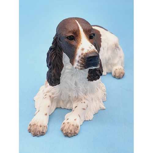 273 - Border Fine Arts Figure of a Lying English Springer Spaniel. 8.5cm High x 15cm.