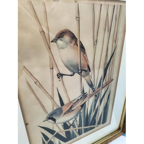 274 - Framed and Glazed Bird Prints (2) Taken from 'Our Bird Book' by Sydney Rogerson, Illustrated by Char... 