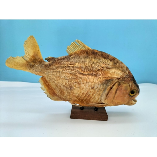 402 - Vintage Taxidermy Red Bellied Piranha Fish on Wooden Plinth. 25cm Long.