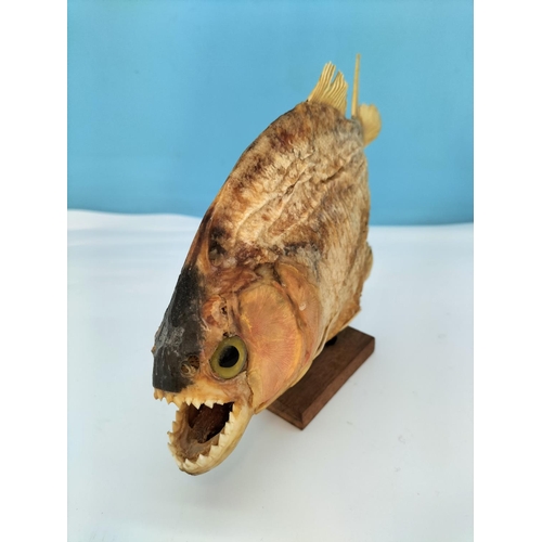 402 - Vintage Taxidermy Red Bellied Piranha Fish on Wooden Plinth. 25cm Long.