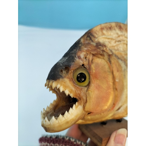 402 - Vintage Taxidermy Red Bellied Piranha Fish on Wooden Plinth. 25cm Long.