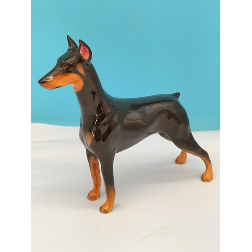 97 - Royal Doulton Doberman Pinscher Dog Figure 'Champion Roncho Dobe's Storm' HN 2645. 18cm x 16cm.