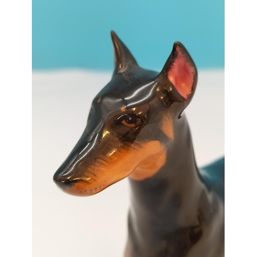 97 - Royal Doulton Doberman Pinscher Dog Figure 'Champion Roncho Dobe's Storm' HN 2645. 18cm x 16cm.