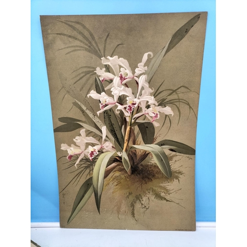 275 - Six Loose Late 19th Century Chromolithographic Prints of Orchid Paintings by the Swiss Botanical Art... 