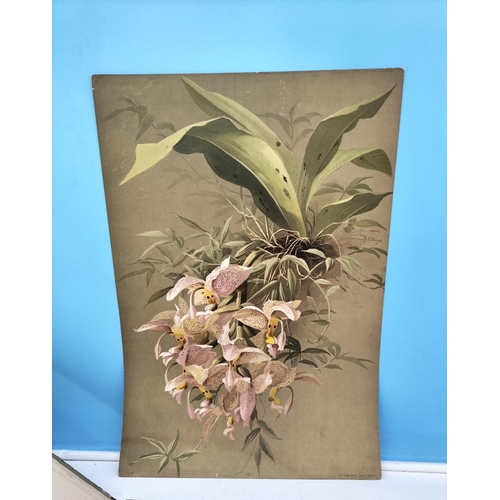 275 - Six Loose Late 19th Century Chromolithographic Prints of Orchid Paintings by the Swiss Botanical Art... 