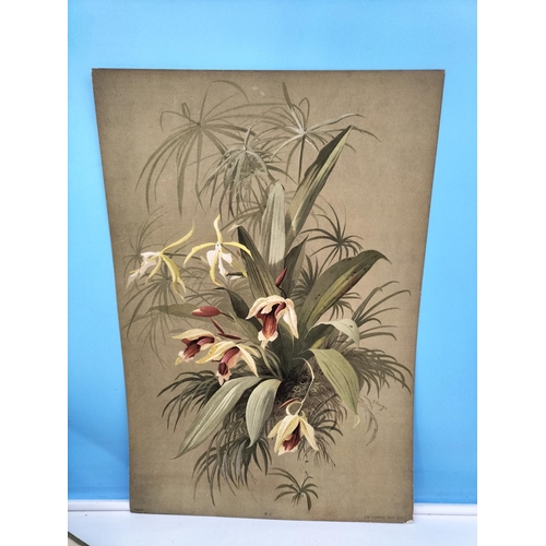 275 - Six Loose Late 19th Century Chromolithographic Prints of Orchid Paintings by the Swiss Botanical Art... 