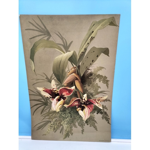 275 - Six Loose Late 19th Century Chromolithographic Prints of Orchid Paintings by the Swiss Botanical Art... 