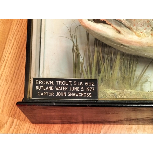 10 - Glass Cased Taxidermy of a 'Brown Trout' 5lb 6oz caught in 1977 in Rutland Water by John Shawcross. ... 