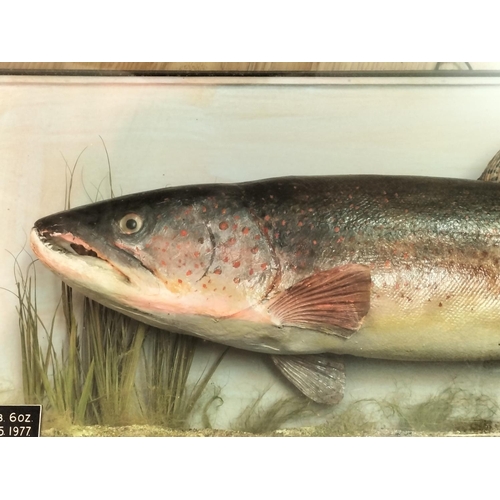 10 - Glass Cased Taxidermy of a 'Brown Trout' 5lb 6oz caught in 1977 in Rutland Water by John Shawcross. ... 