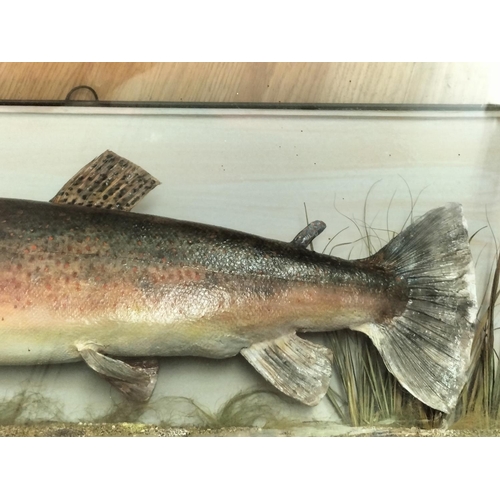 10 - Glass Cased Taxidermy of a 'Brown Trout' 5lb 6oz caught in 1977 in Rutland Water by John Shawcross. ... 