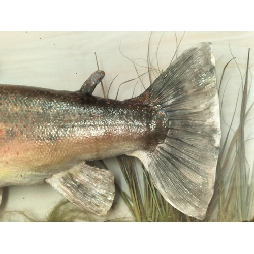 10 - Glass Cased Taxidermy of a 'Brown Trout' 5lb 6oz caught in 1977 in Rutland Water by John Shawcross. ... 