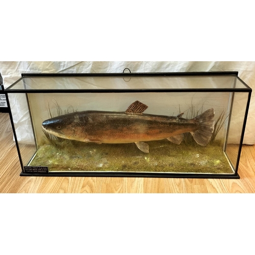 10 - Glass Cased Taxidermy of a 'Brown Trout' 5lb 6oz caught in 1977 in Rutland Water by John Shawcross. ... 