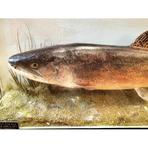 10 - Glass Cased Taxidermy of a 'Brown Trout' 5lb 6oz caught in 1977 in Rutland Water by John Shawcross. ... 