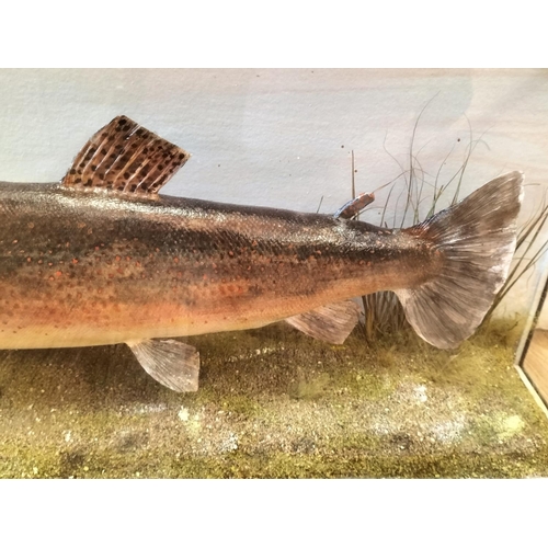 10 - Glass Cased Taxidermy of a 'Brown Trout' 5lb 6oz caught in 1977 in Rutland Water by John Shawcross. ... 