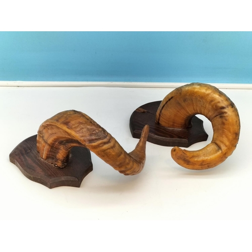 114 - Pair of Ram's Horns on Wooden Shields. 25cm High, 14cm x 14cm.