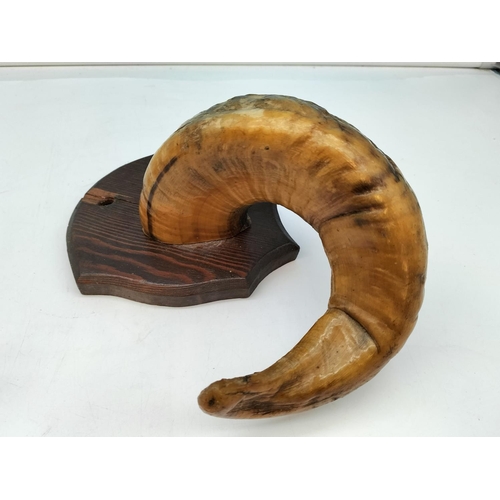 114 - Pair of Ram's Horns on Wooden Shields. 25cm High, 14cm x 14cm.