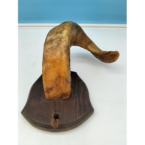 114 - Pair of Ram's Horns on Wooden Shields. 25cm High, 14cm x 14cm.