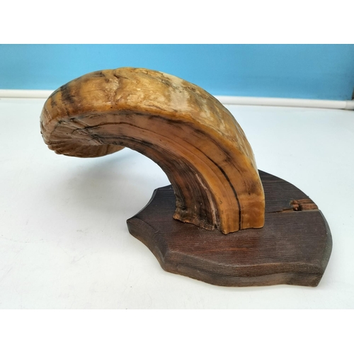 114 - Pair of Ram's Horns on Wooden Shields. 25cm High, 14cm x 14cm.