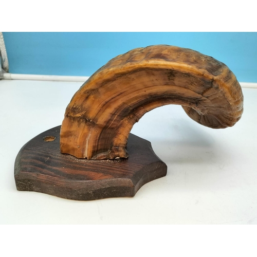 114 - Pair of Ram's Horns on Wooden Shields. 25cm High, 14cm x 14cm.