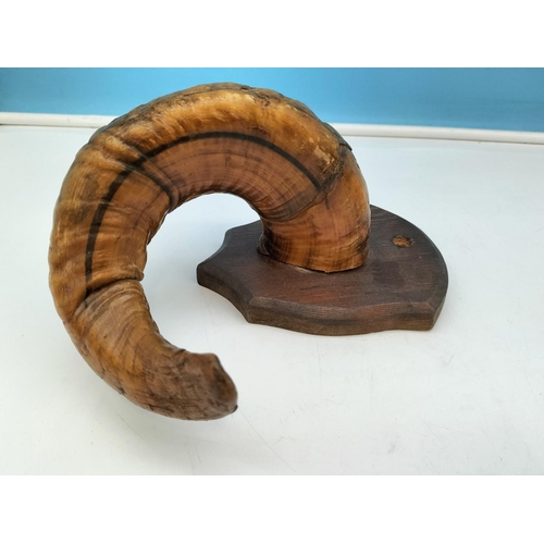 114 - Pair of Ram's Horns on Wooden Shields. 25cm High, 14cm x 14cm.