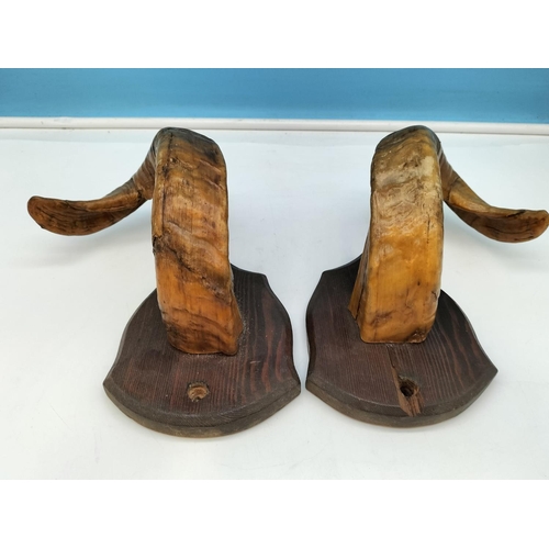 114 - Pair of Ram's Horns on Wooden Shields. 25cm High, 14cm x 14cm.