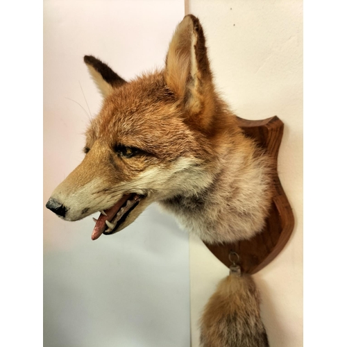 35 - Taxidermy Fox Head and Tail on Wooden Shield.