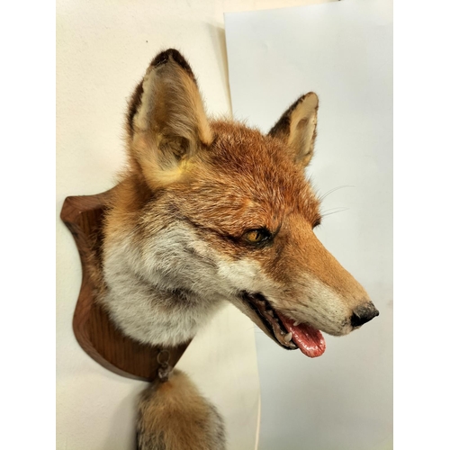 35 - Taxidermy Fox Head and Tail on Wooden Shield.