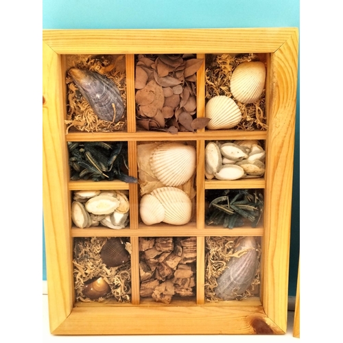 365 - Wooden and Glass Framed Picture Boxes (2), Shells and Floral Bouquet. Largest 25.5cm x 20cm.