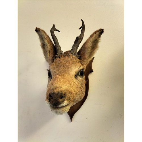 52 - Vintage Taxidermy of a Roe Deer Mounted on Wooden Shield. 37cm High, 26cm x 40cm.