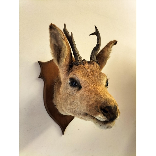 52 - Vintage Taxidermy of a Roe Deer Mounted on Wooden Shield. 37cm High, 26cm x 40cm.