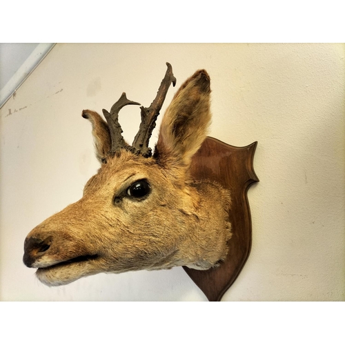 52 - Vintage Taxidermy of a Roe Deer Mounted on Wooden Shield. 37cm High, 26cm x 40cm.