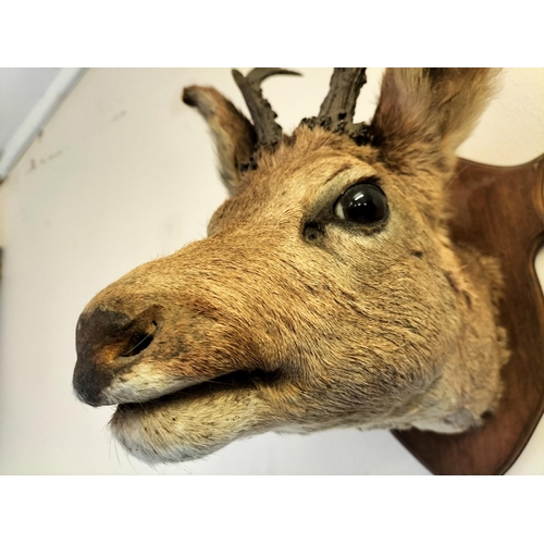 52 - Vintage Taxidermy of a Roe Deer Mounted on Wooden Shield. 37cm High, 26cm x 40cm.