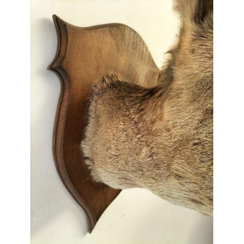 52 - Vintage Taxidermy of a Roe Deer Mounted on Wooden Shield. 37cm High, 26cm x 40cm.