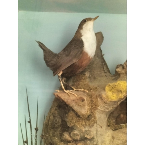 8 - Early 20th Century Taxidermy of 'White Throated Dippers Nesting with Eggs in Tree Hollow', Wooden Ca... 