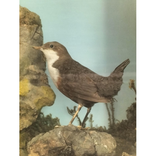 8 - Early 20th Century Taxidermy of 'White Throated Dippers Nesting with Eggs in Tree Hollow', Wooden Ca... 