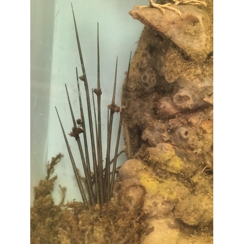 8 - Early 20th Century Taxidermy of 'White Throated Dippers Nesting with Eggs in Tree Hollow', Wooden Ca... 