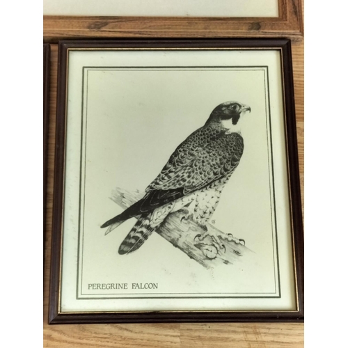 371 - Framed and Mounted Limited Edition 8/500 Peregrine Falcon Print by Andrew Hull. Signed in Pencil to ... 