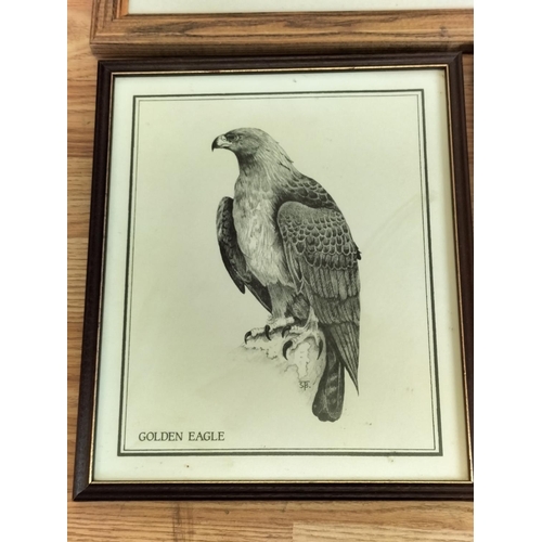 371 - Framed and Mounted Limited Edition 8/500 Peregrine Falcon Print by Andrew Hull. Signed in Pencil to ... 