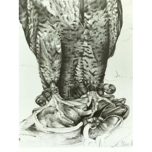 371 - Framed and Mounted Limited Edition 8/500 Peregrine Falcon Print by Andrew Hull. Signed in Pencil to ... 