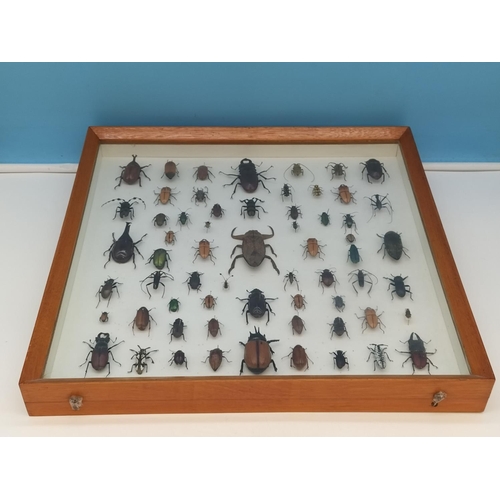 52 - Collection of 62 Beetles From Around the World in a Wooden Wall Mountable Display Case. 46cm x 46cm.