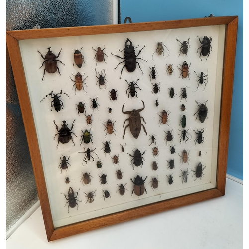 52 - Collection of 62 Beetles From Around the World in a Wooden Wall Mountable Display Case. 46cm x 46cm.