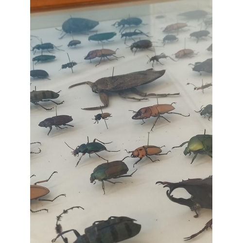 52 - Collection of 62 Beetles From Around the World in a Wooden Wall Mountable Display Case. 46cm x 46cm.