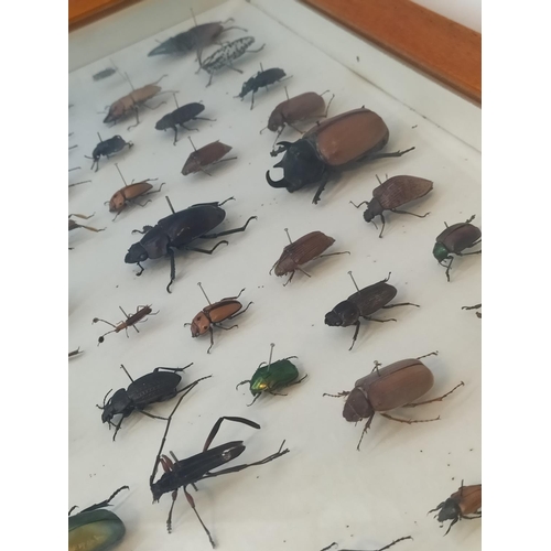 52 - Collection of 62 Beetles From Around the World in a Wooden Wall Mountable Display Case. 46cm x 46cm.